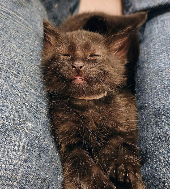 sleeping lap kitten